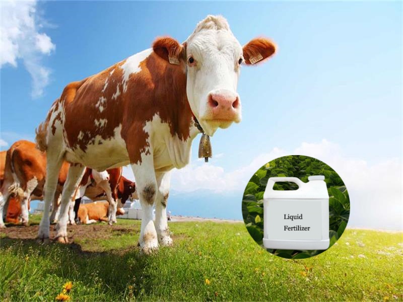 How to use cow dung to make liquid fertilizer