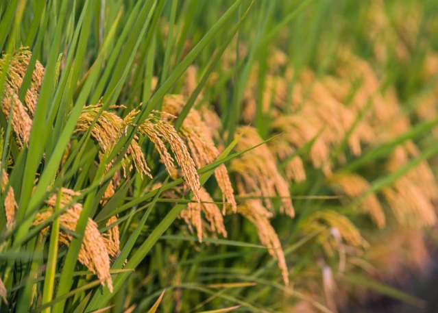 Optimizing Rice Cultivation with a Rice-Specific Liquid Fertilizer Production Line Optimizing Rice Cultivation with a Rice-Specific Liquid Fertilizer Production Line