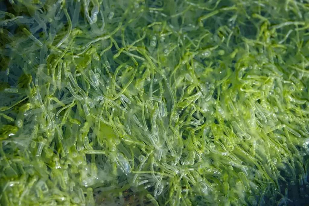 Seaweed and fish emulsion liquid fertilizer