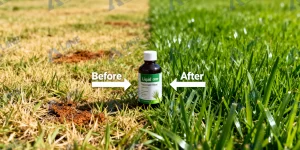  Animal and Plant Protein Hydrolysate Liquid Fertilizer