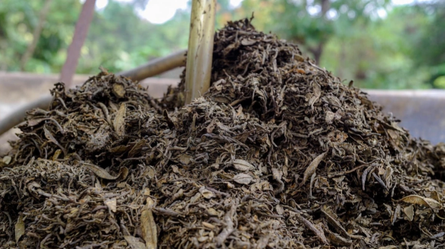 Make Organic Fertilizer Using Waste Tea Grounds
