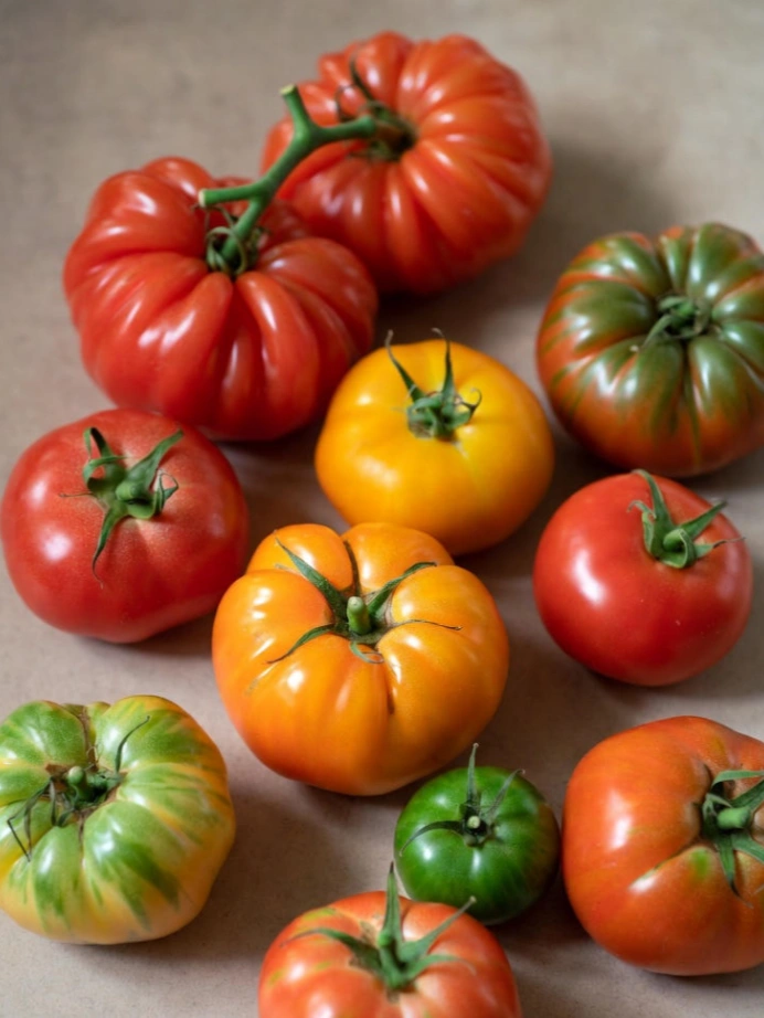 Smart Solutions for Using Liquid Fertilizer in Greenhouse Tomatoes