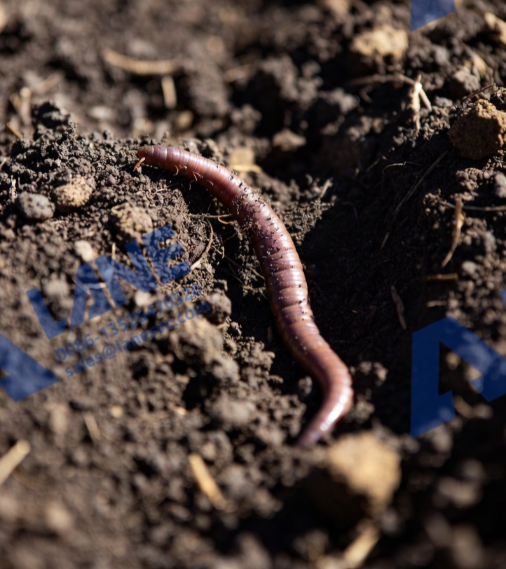 Earthworm protein water-soluble fertilizer: A High School Look at How Smart Equipment Turns Worm Power into Liquid Nutrition