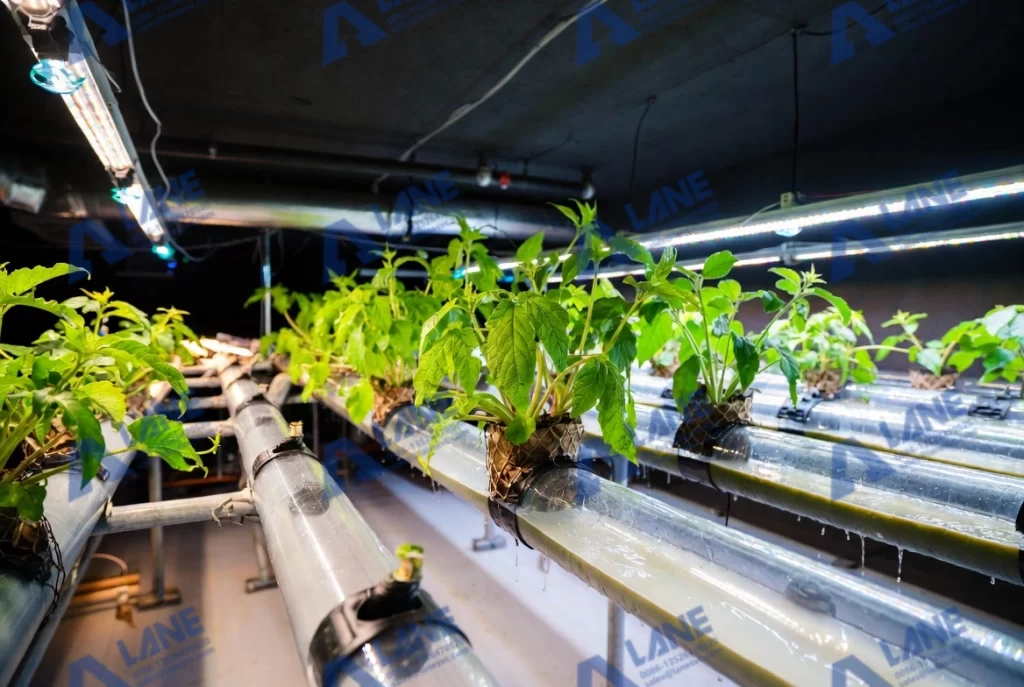 Liquid Fertilizer for Hydroponic Vegetables