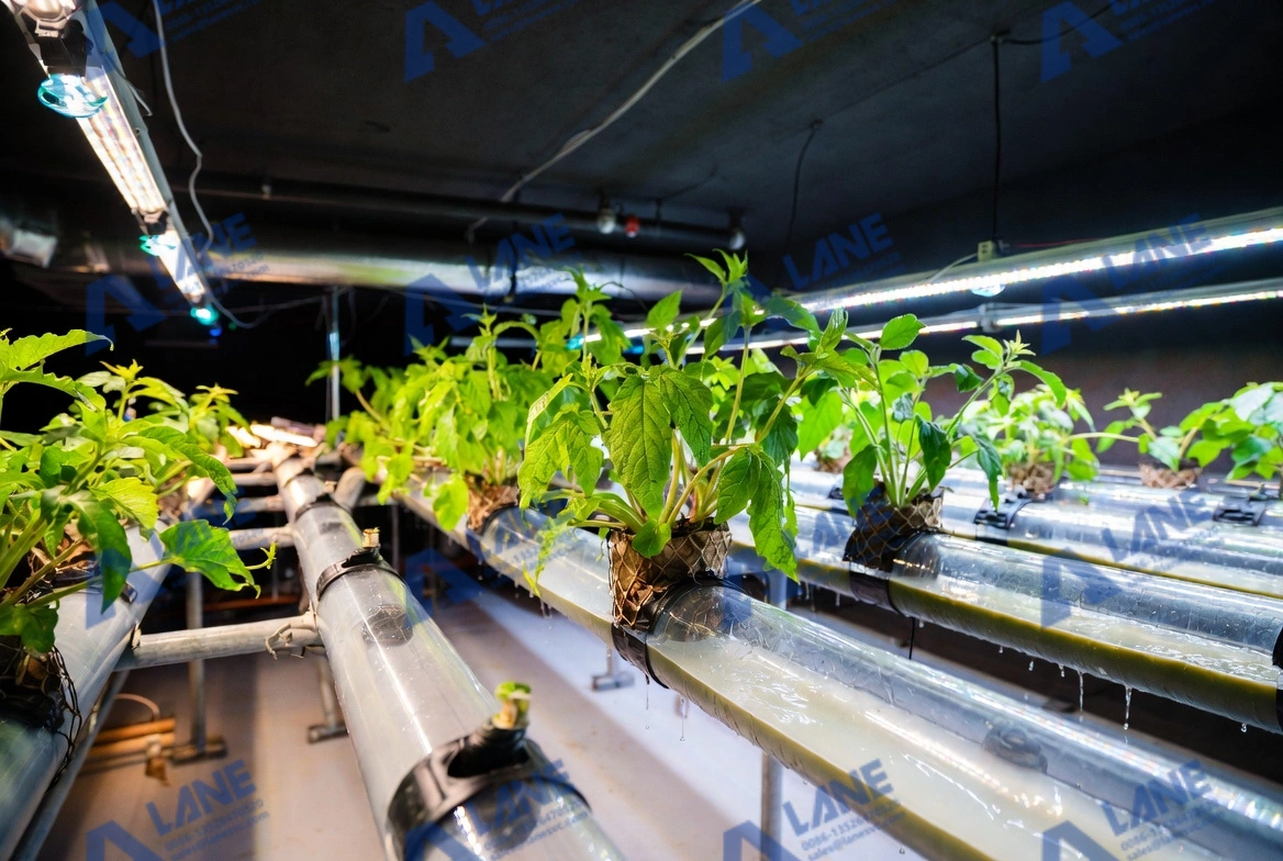 Liquid Fertilizer for Hydroponics System