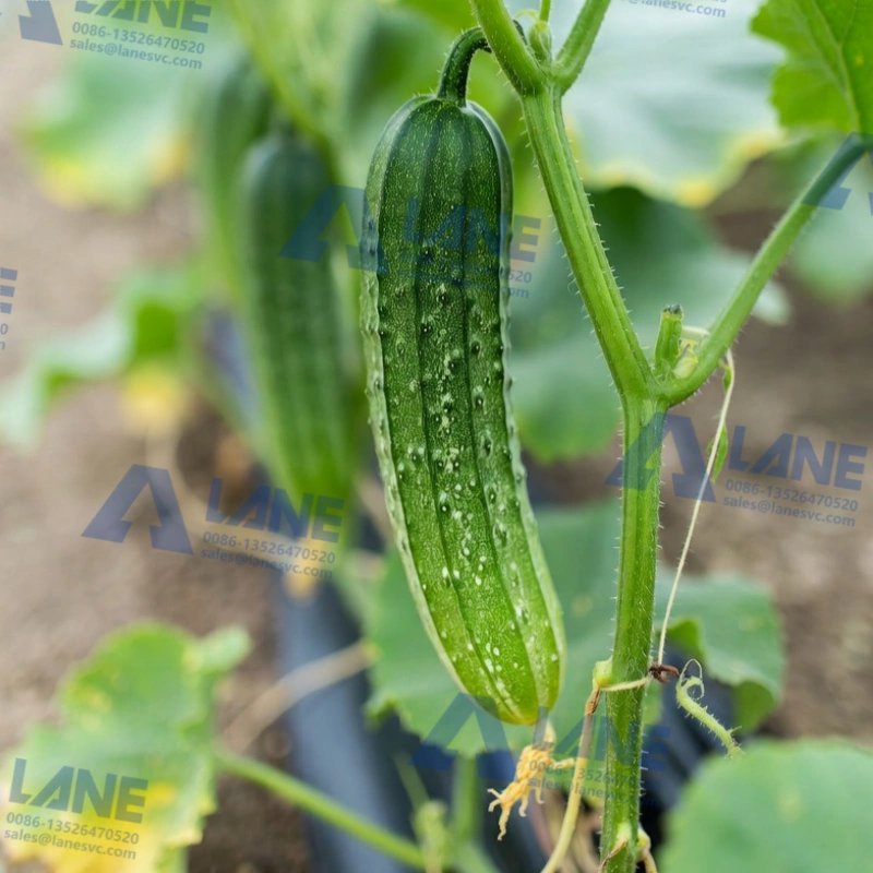 Cucumber Drip Irrigation Top Dressing: A Practical Guide to Professional Liquid Fertilizer Production Equipment