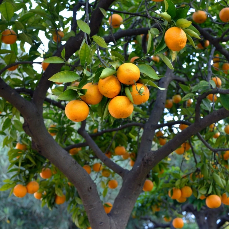 Liquid Fertilizer Equipment Solutions for Citrus Dormancy Management and Tree Health Stability
