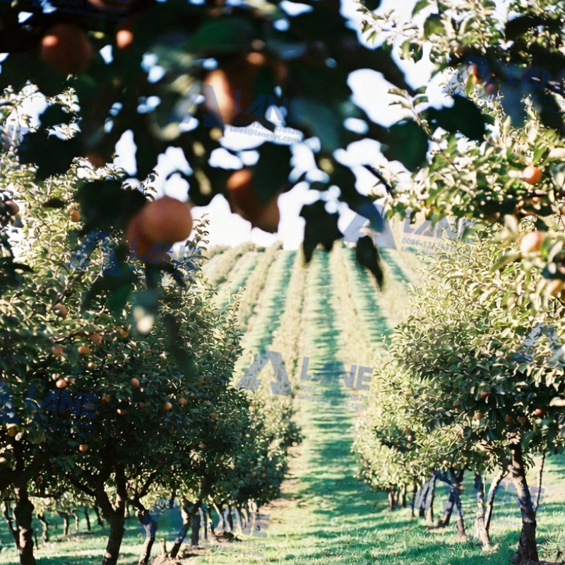 Key Equipment and Investment Costs for a Liquid Fertilizer Production Line for Fruit Trees