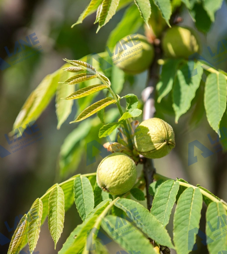 Exploring the Benefits of Liquid Fertilizer with High Potassium for Enhanced Crop Yields