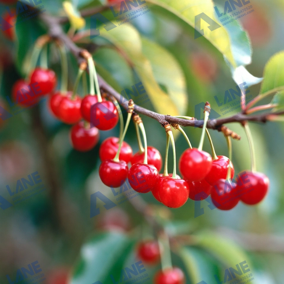 Why Liquid Fertilizer Production Equipment for Cherry Orchards in Chile Is Gaining Momentum