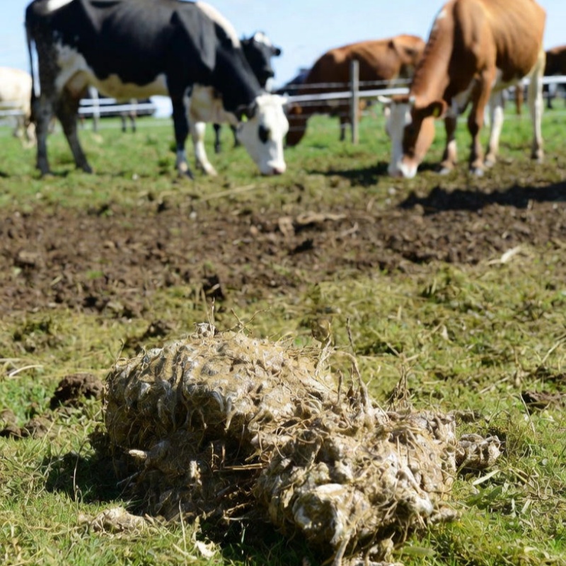 How to Make Liquid Fertilizer from Animal Manure