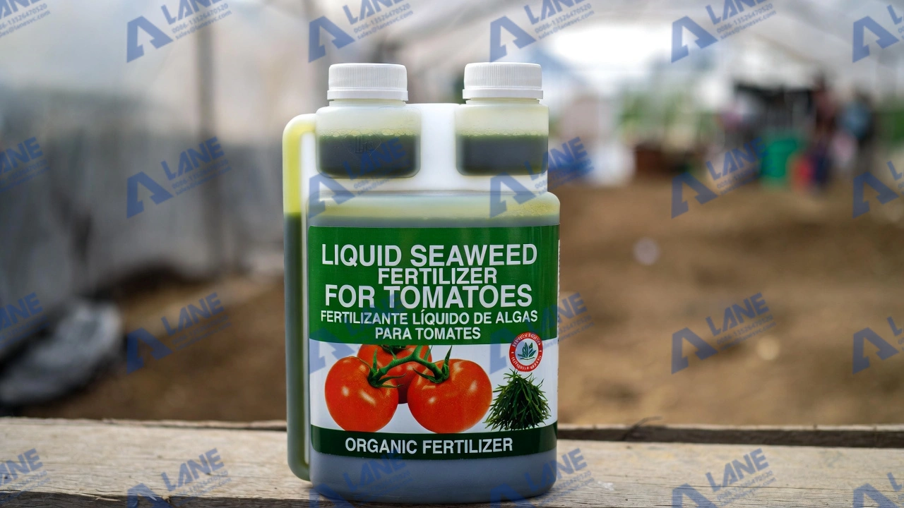 Liquid Seaweed Fertilizer for Tomatoes in Mexico: Commercial Production and Practical Usage Guide 