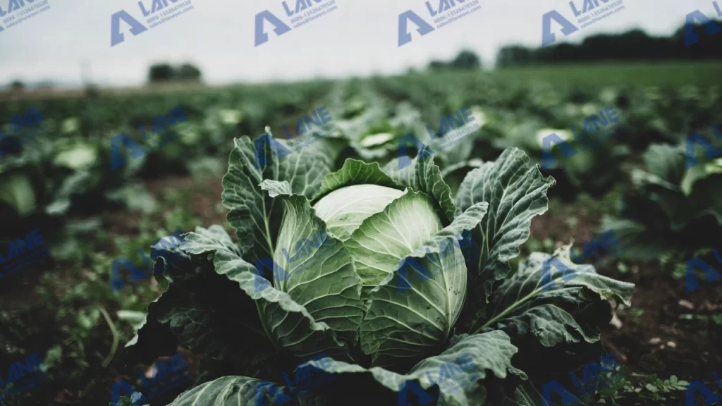Water-Soluble Organic Liquid Fertilizer for Cabbage