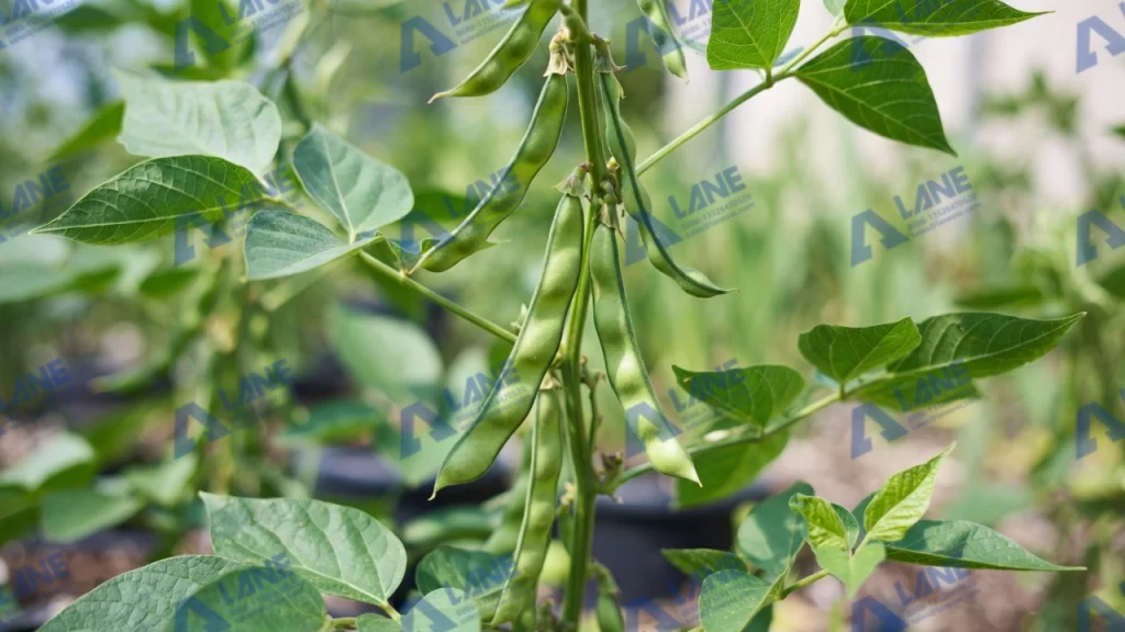 liquid organic fertilizer plant for bean